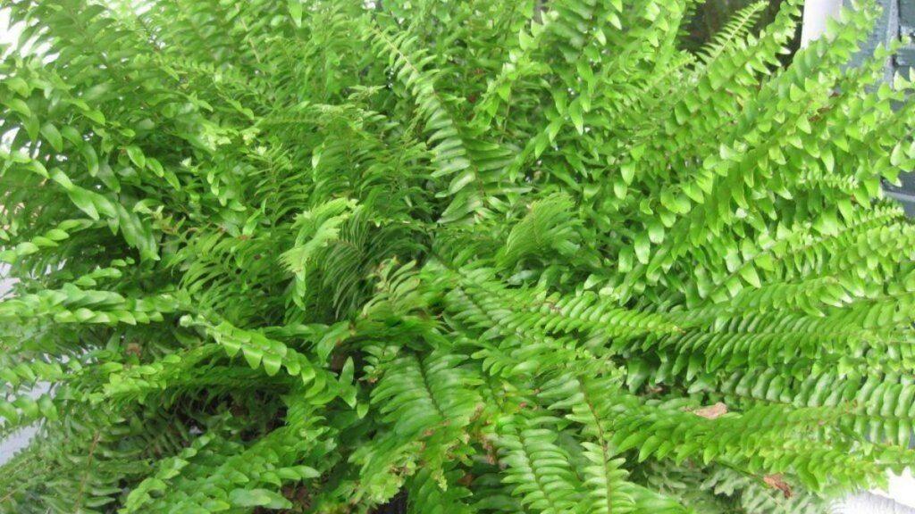 CNT-helecho-de-boston-1024x576 Estas son las 6 plantas que refrescan el ambiente del calor