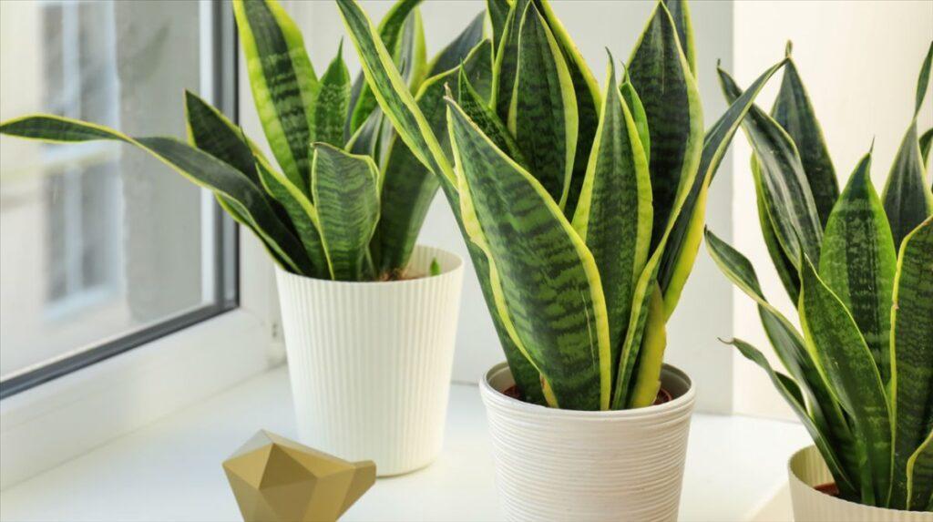 CNT-lengua-de-tigre-1024x573 Estas son las 6 plantas que refrescan el ambiente del calor