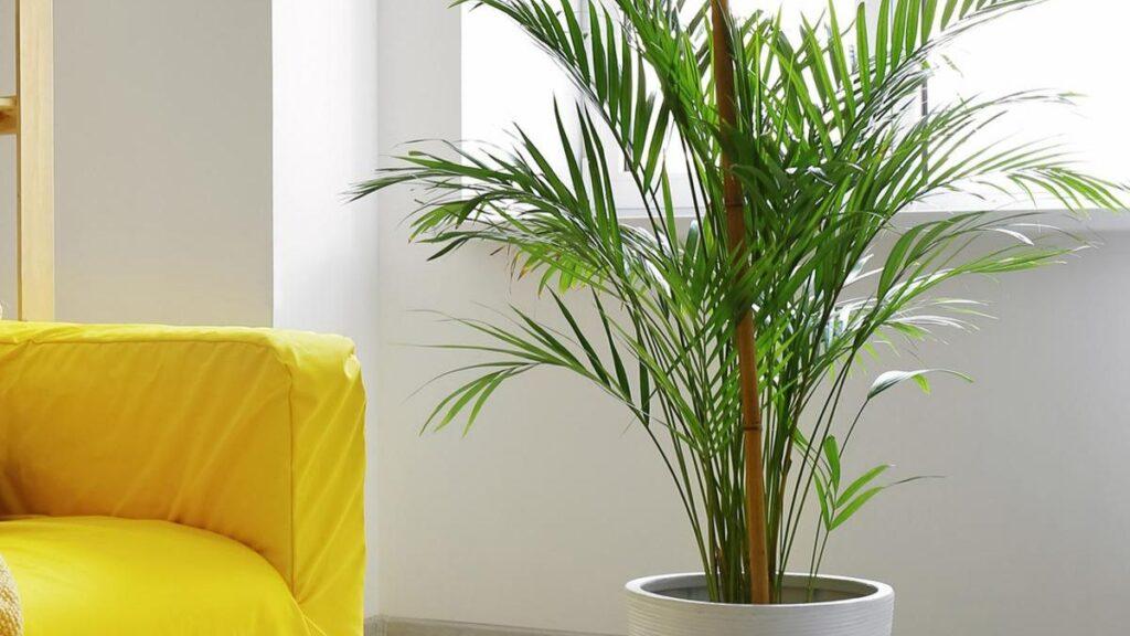 CNT-palmera-areca-1024x576 Estas son las 6 plantas que refrescan el ambiente del calor