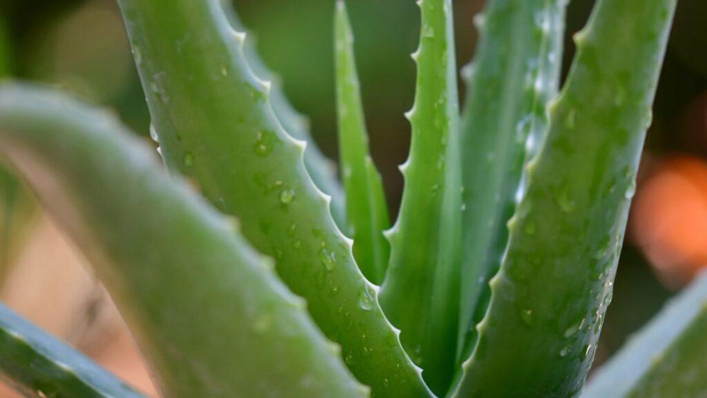 CNT-sabila-1024x577 Estas son las 6 plantas que refrescan el ambiente del calor