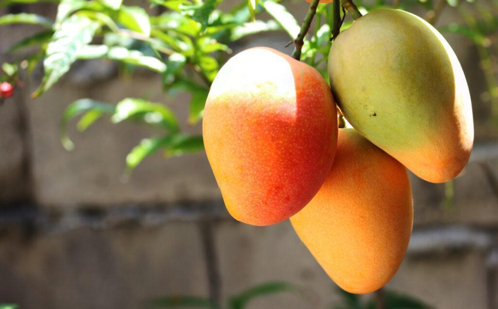 mangos-CNT-1024x635 En Cojedes comenzó la temporada de mangos