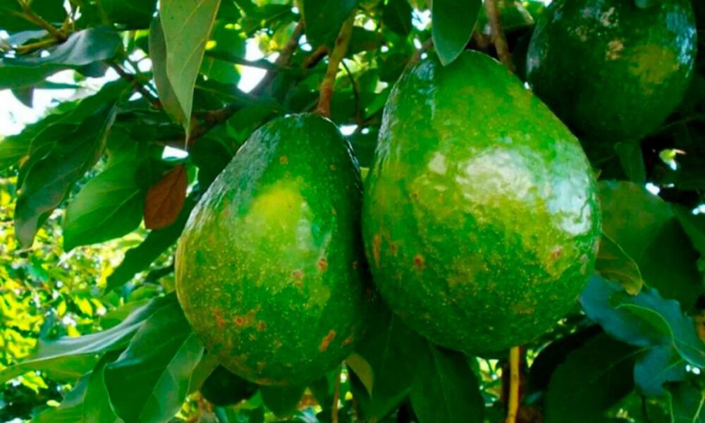 aguacates