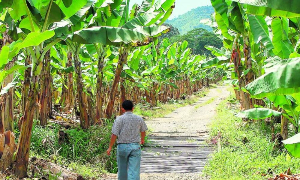 platanos
