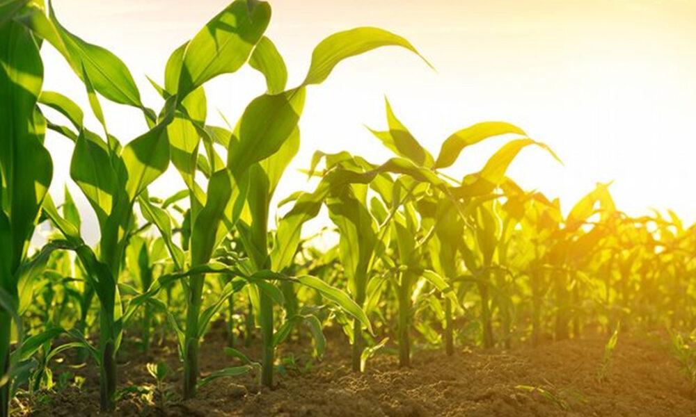 Producción de maíz en Venezuela creció un 35 % en 2023