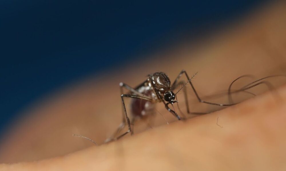 epidemia
