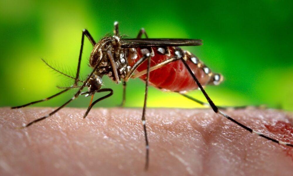 dengue