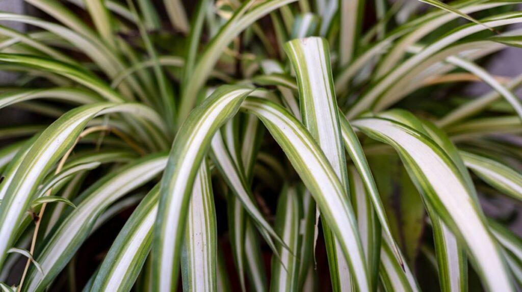 CNT-malamadre-1024x573 Estas son las 6 plantas que refrescan el ambiente del calor