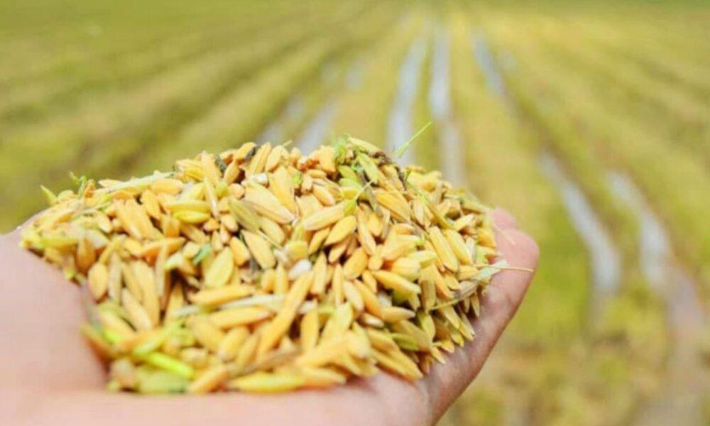 Avanza la cosecha de arroz en más del 50% en Guárico