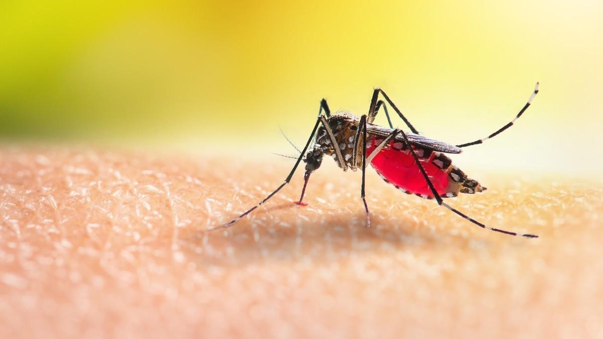 Ola de calor promueve la propagación de virus transmitidos por mosquitos