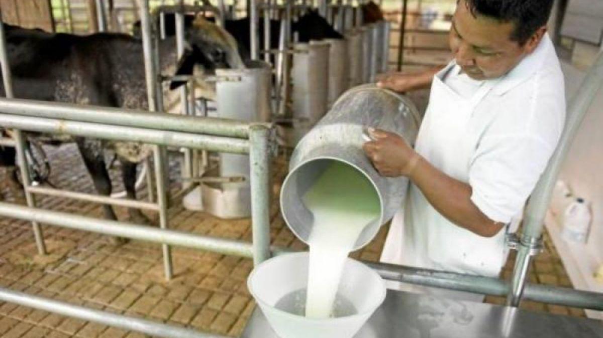 Industria lechera produce 5 millones de litros por día