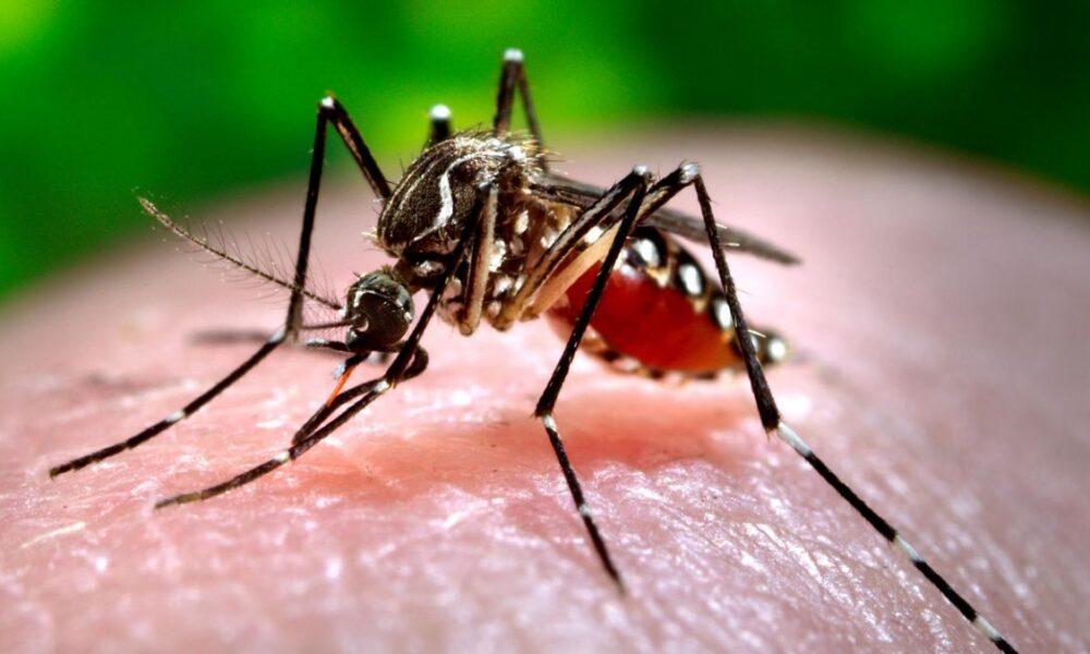 OPS: En el 2024 se enfrentó la epidemia más grande de dengue