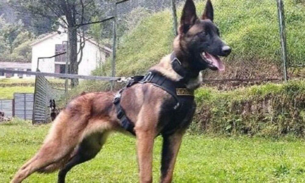 Continúa busqueda de Wilson, el perro rescatista de los niños perdidos en la selva