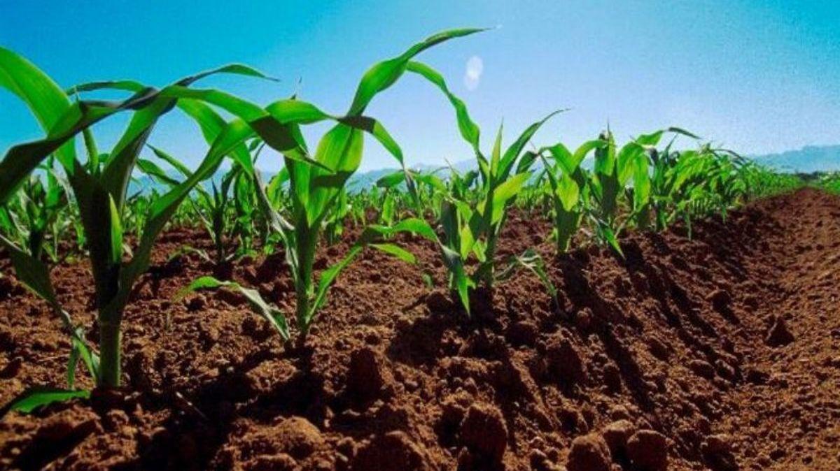 Productores de Portuguesa proyectan sembrar 15 mil hectáreas de maíz