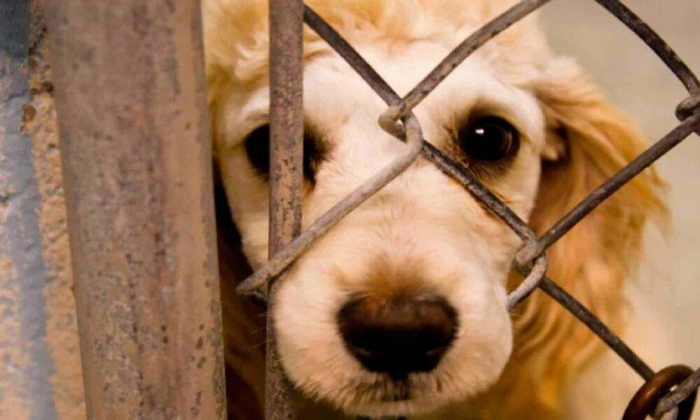 Asciende a más de 150 detenidos por maltrato animal en el 1er semestre de 2023