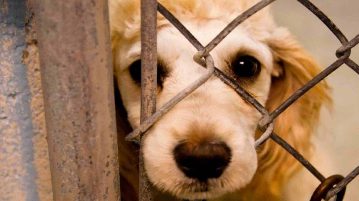 Asciende a más de 150 detenidos por maltrato animal en el 1er semestre de 2023