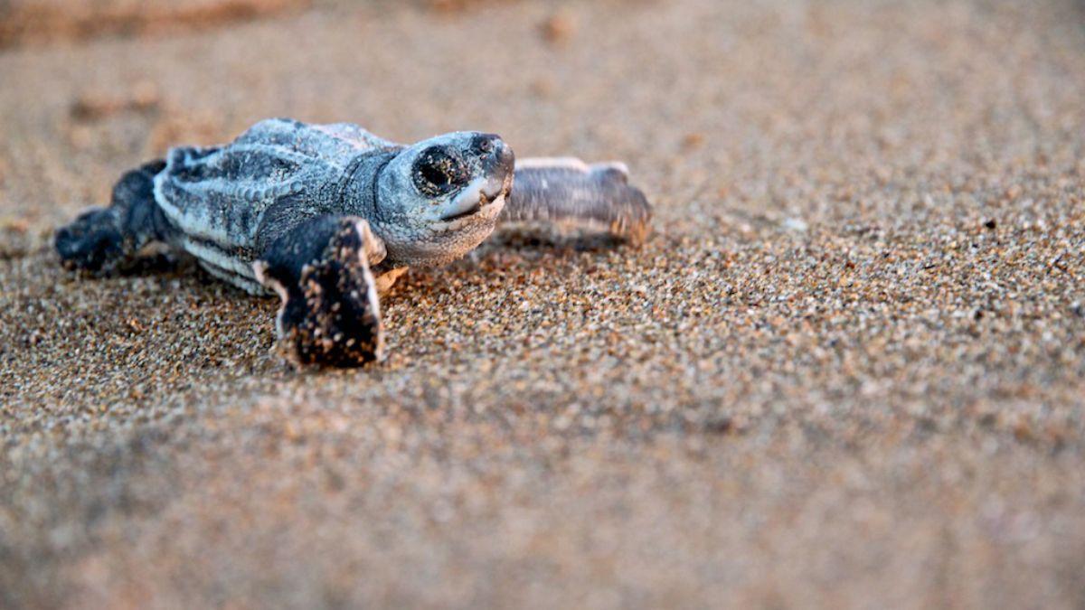 Realizan desove de huevos de tortuga marina en costas de Aragua