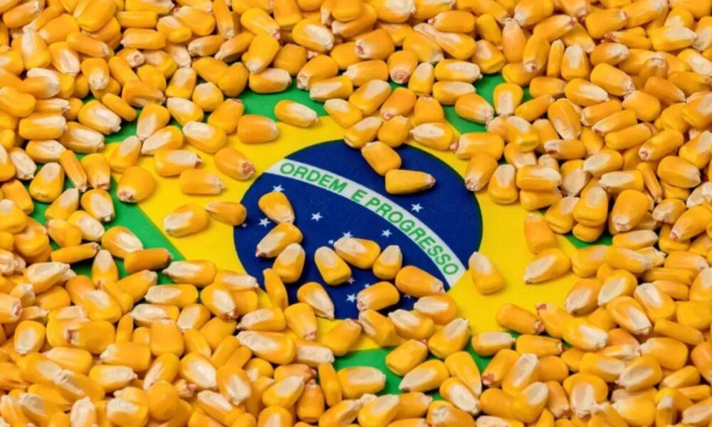 Brasil es el nuevo líder mundial en exportación de maíz