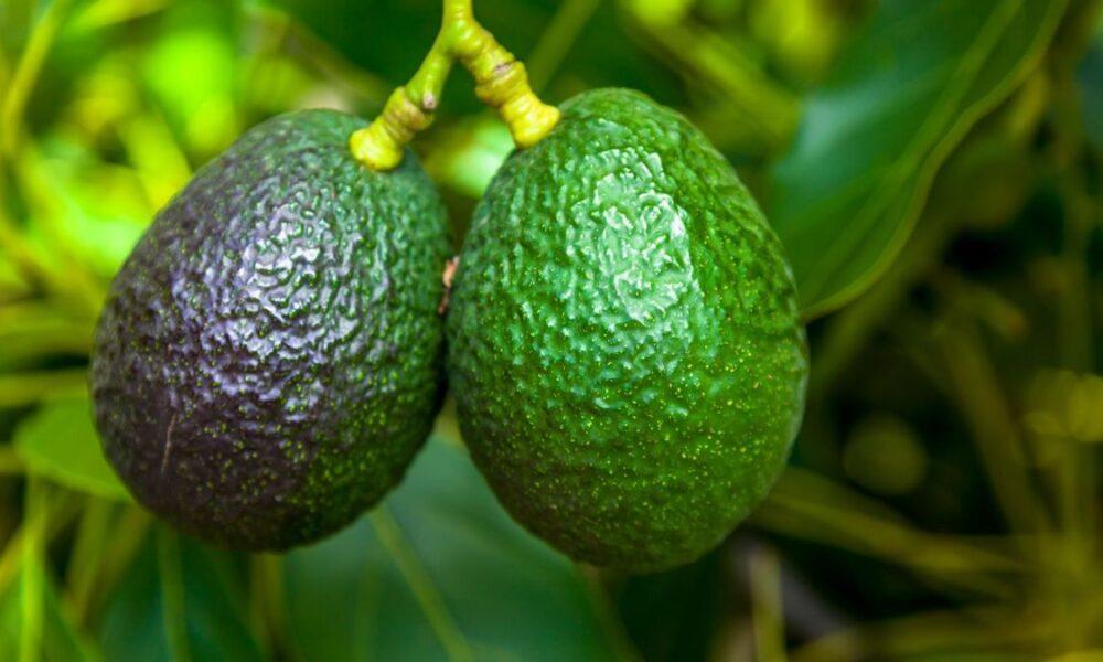 Demanda de aguacate causa severo daño ecológico y social en América Latina