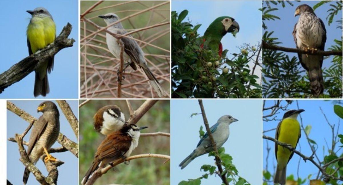 Lara: PNB liberó 337 aves retenidas en zoocriadero clandestino