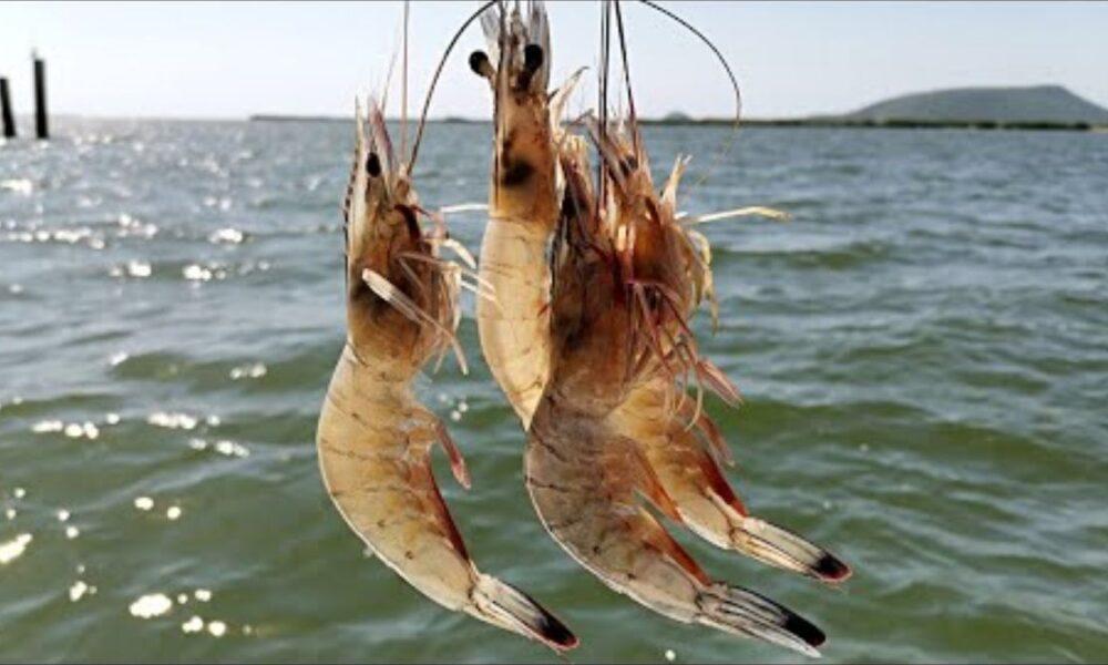 Producción de camarones en Occidente del país se eleva un 22% en 2023