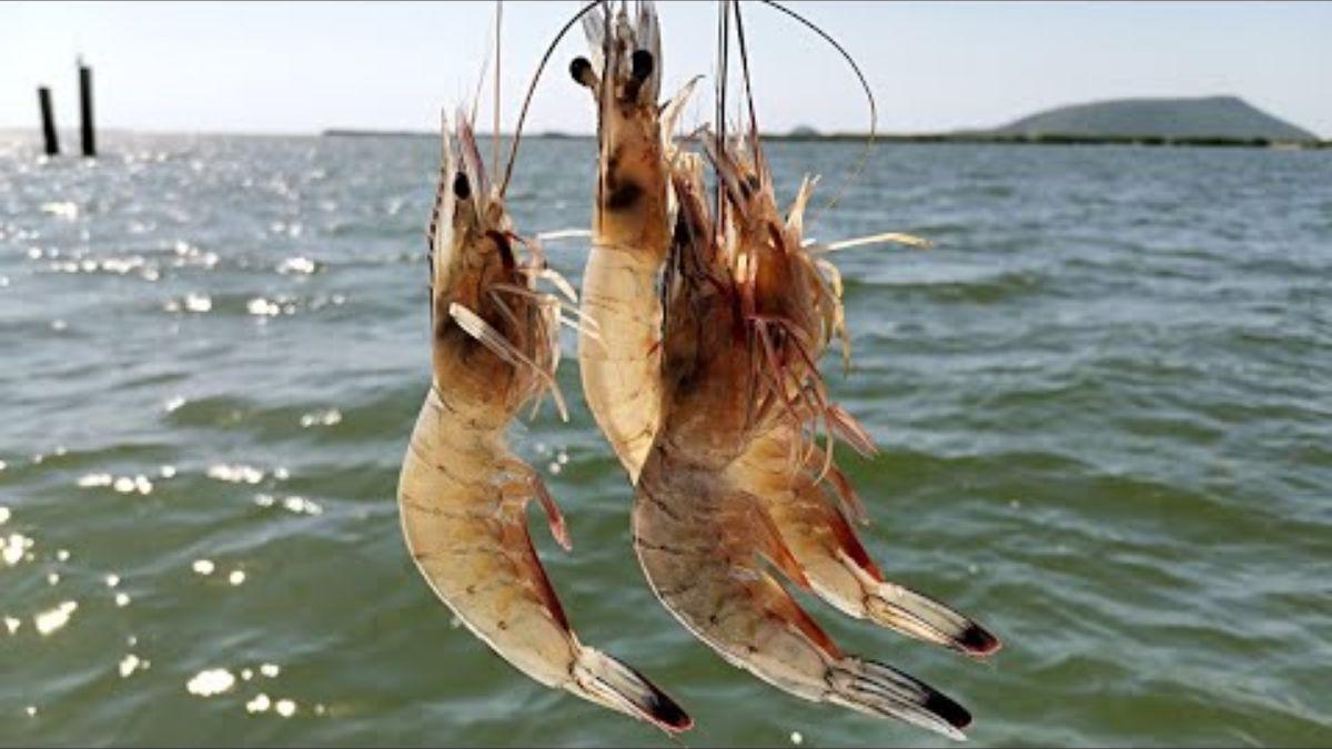 Producción de camarones en Occidente del país se eleva un 22% en 2023