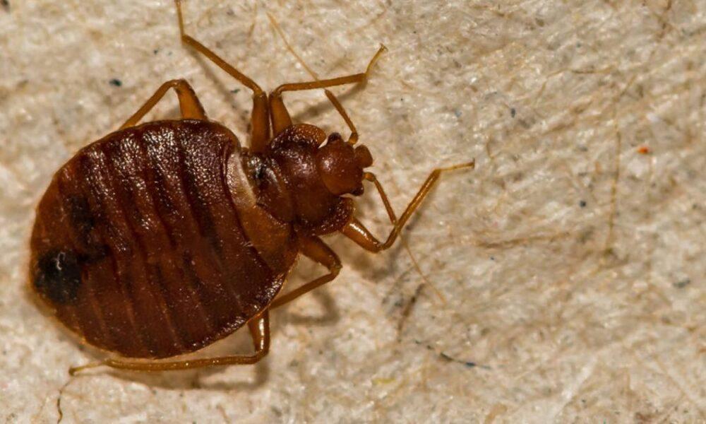 Francia: Alerta sanitaria en París por invasión de chinches