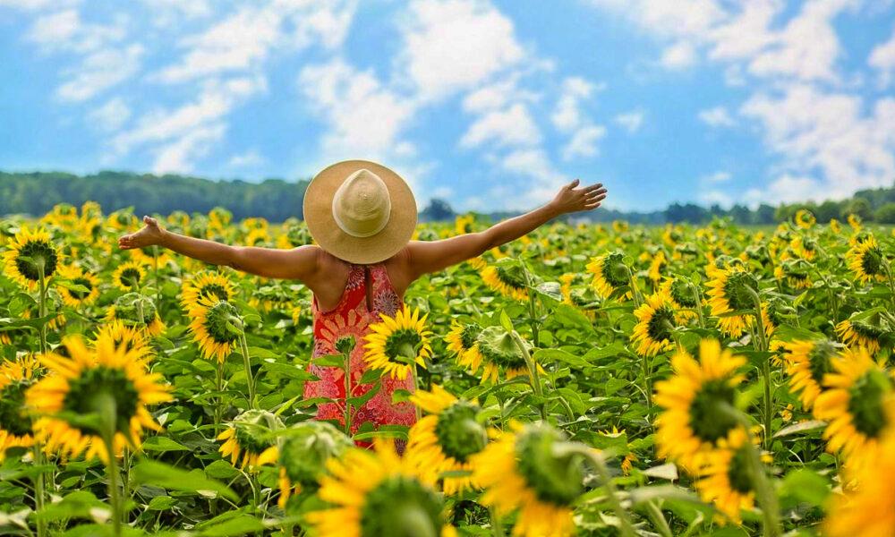 Campos de girasoles listos para el turismo en el estado Portuguesa