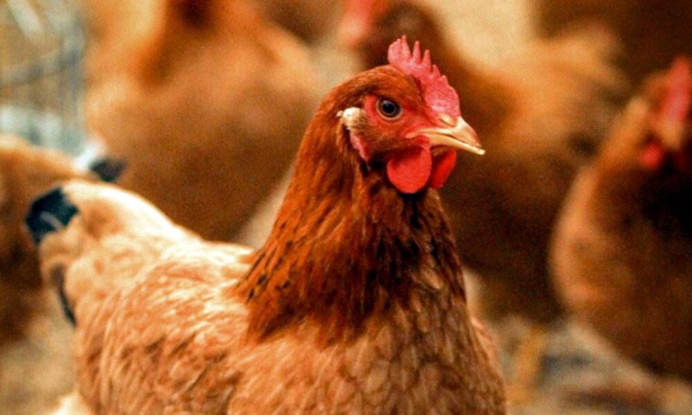 En Venezuela se consumen anualmente 27 kg de pollo por persona