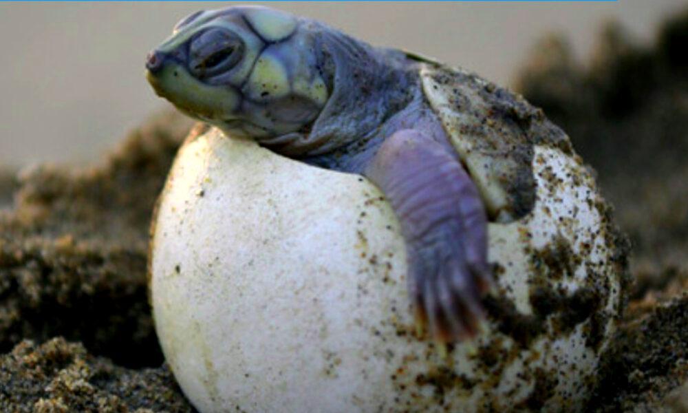 Bolívar: Inició la temporada del desove de las tortugas Arrau y Terecay