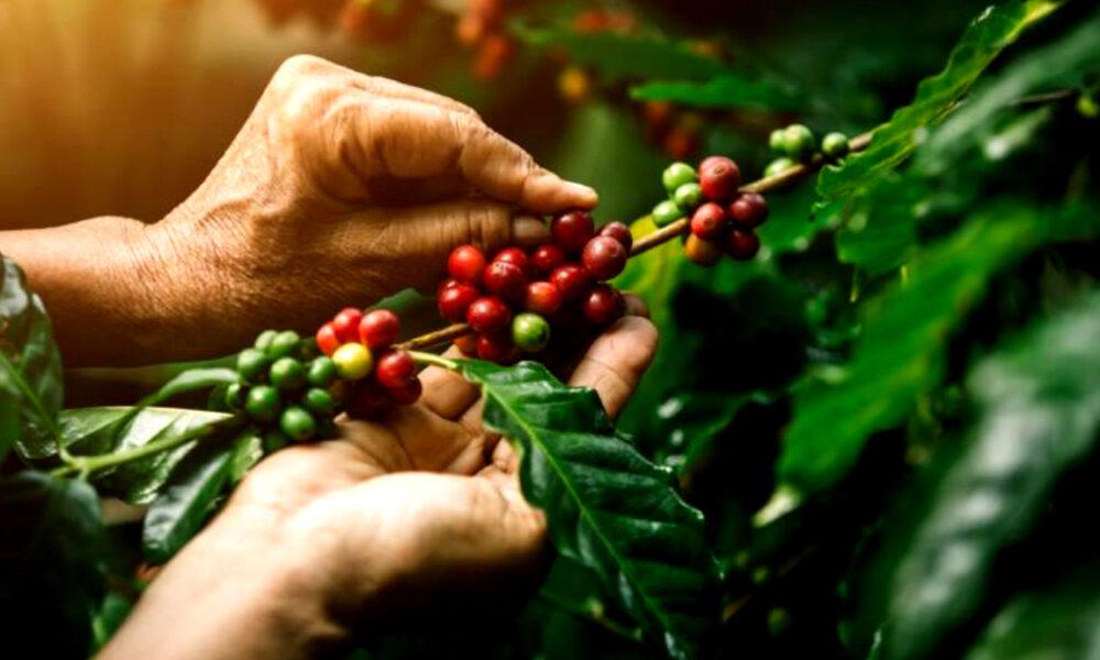 En Venezuela se consumen en promedio dos kilos y medio de café por persona al año