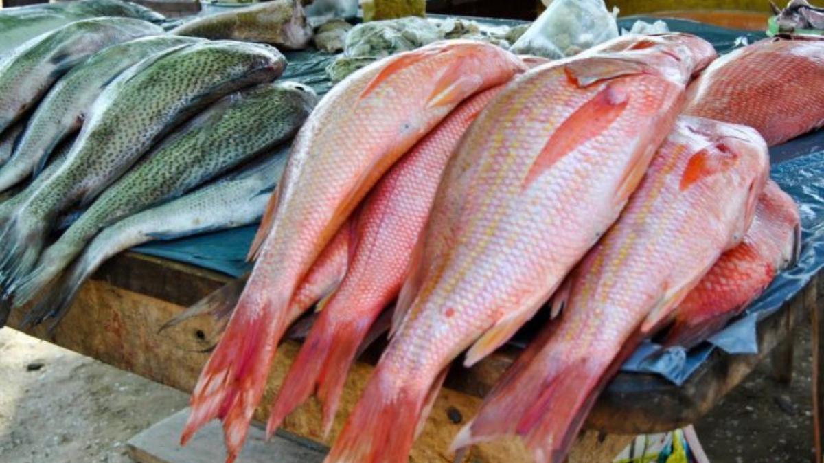 Gobierno nacional garantiza distribución de 4.700 toneladas de pescado