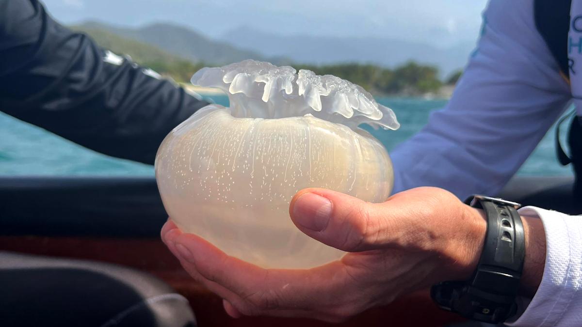 Gobierno Bolivariano evalúa fenómeno de Medusas Bola de Cañón en Aragua