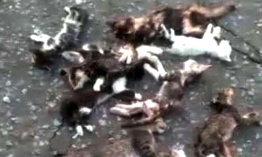 Denuncian matanza de gatos en Mercado Libre de Girardot