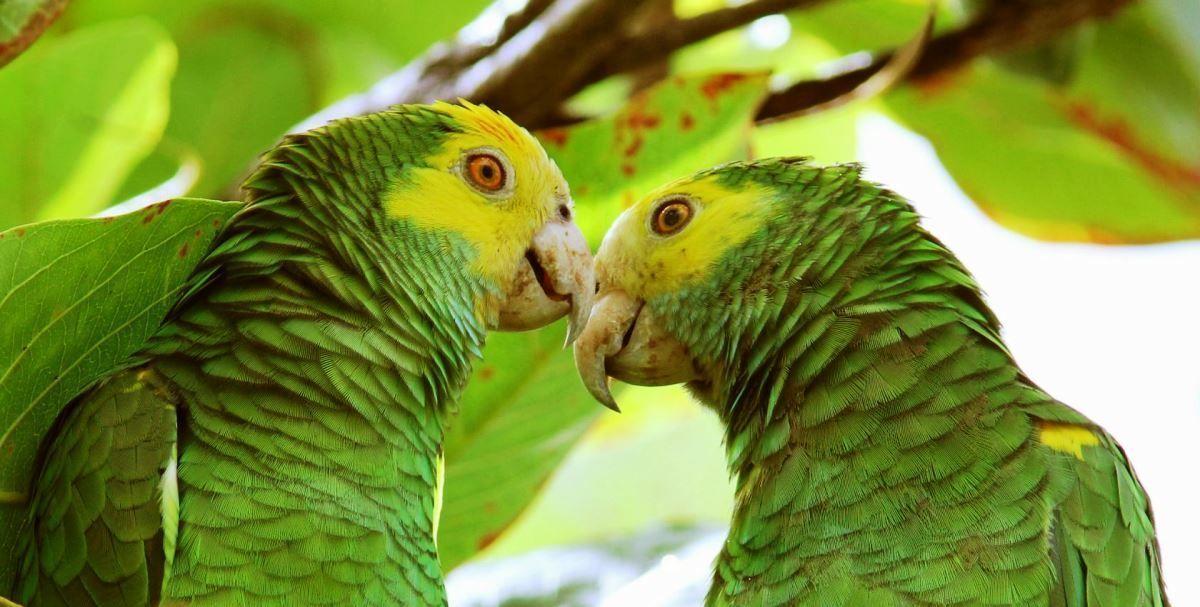 Incorporan al ambiente 222 cotorras de la especie margariteña en peligro de extinción