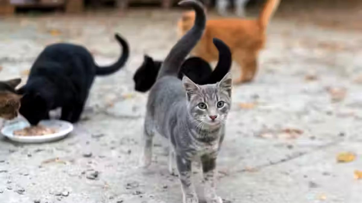 Hacinamiento de gatos generó conflicto entre vecinos en Caracas