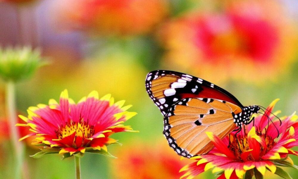 Vivir día a día: ¿Observas la belleza en cada rincón de tu vida?