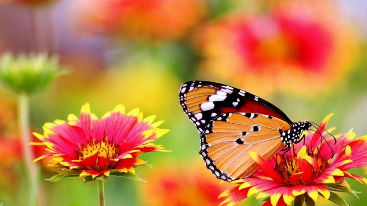 Vivir día a día: ¿Observas la belleza en cada rincón de tu vida?