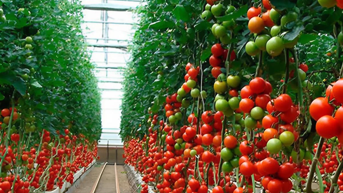 Fedeagro: Venezuela podría alcanzar el 90% de la soberanía alimentaria en 5 años