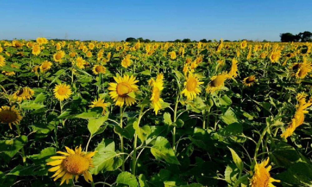 Florecen los campos de Girasoles en Portuguesa
