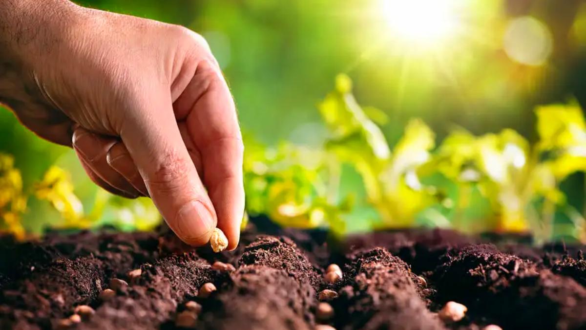 Vivir día a día: ¿Y tú, que siembras?