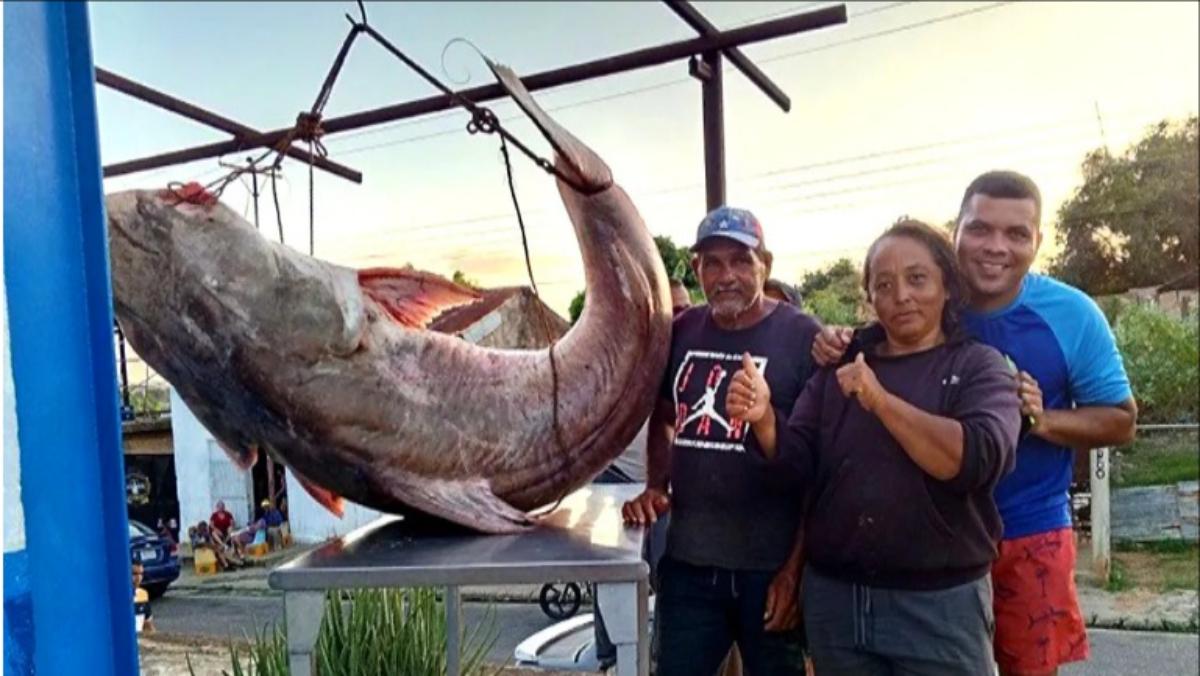 "Lola La Pescadora" capturó un bagre Lau Lau de 146 kg en Anzoátegui