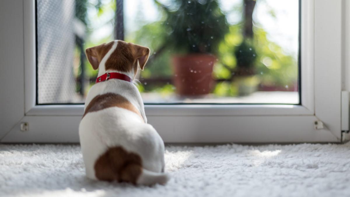 ¿Sabes cuánto tiempo puede estar solo tu perro en casa?