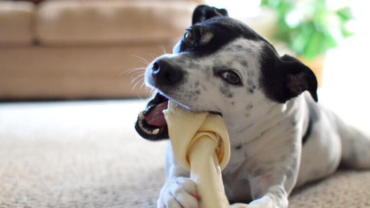 Huesos de carnaza: un juguete que puede ser mortal para tu mascota