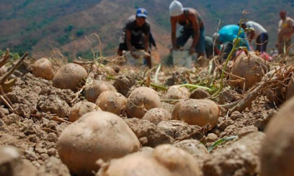 Estados centrales suplen producción de hortalizas tras devastación por lluvias en región andina