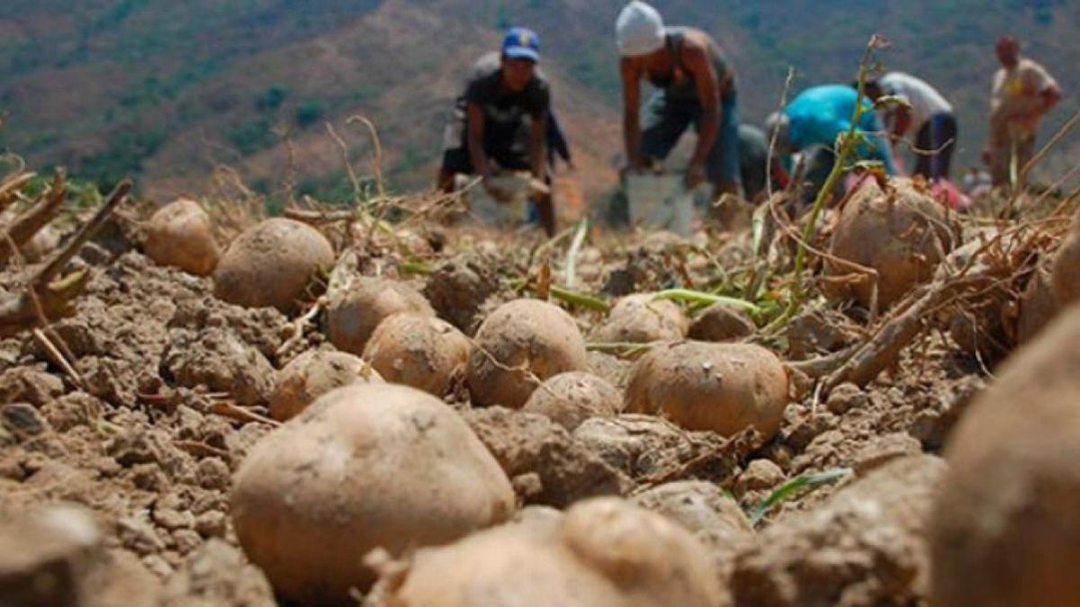 Estados centrales suplen producción de hortalizas tras devastación por lluvias en región andina