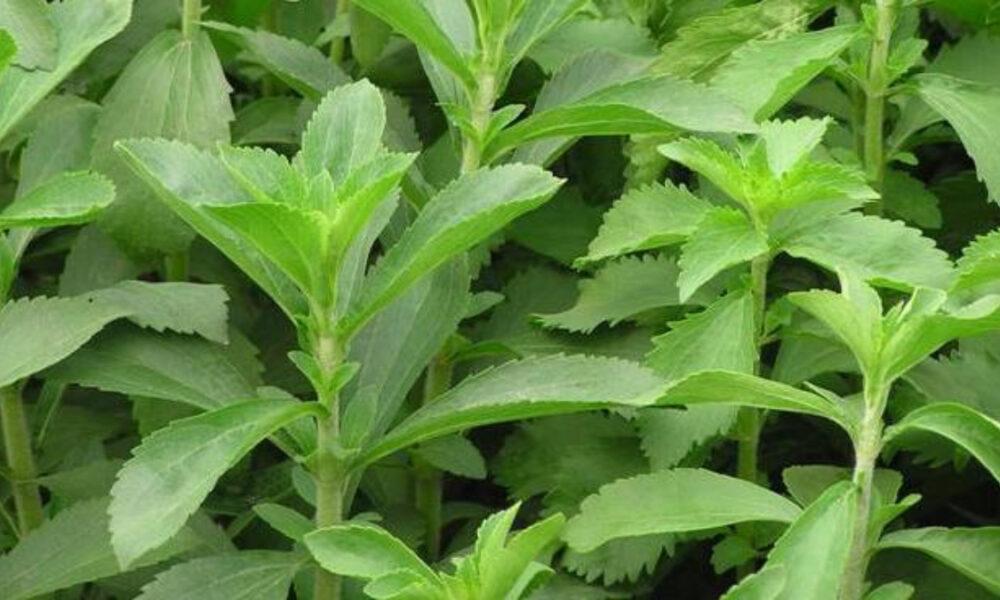 Científicos japoneses descubren que extracto fermentado de estevia combate células de cáncer pancreático