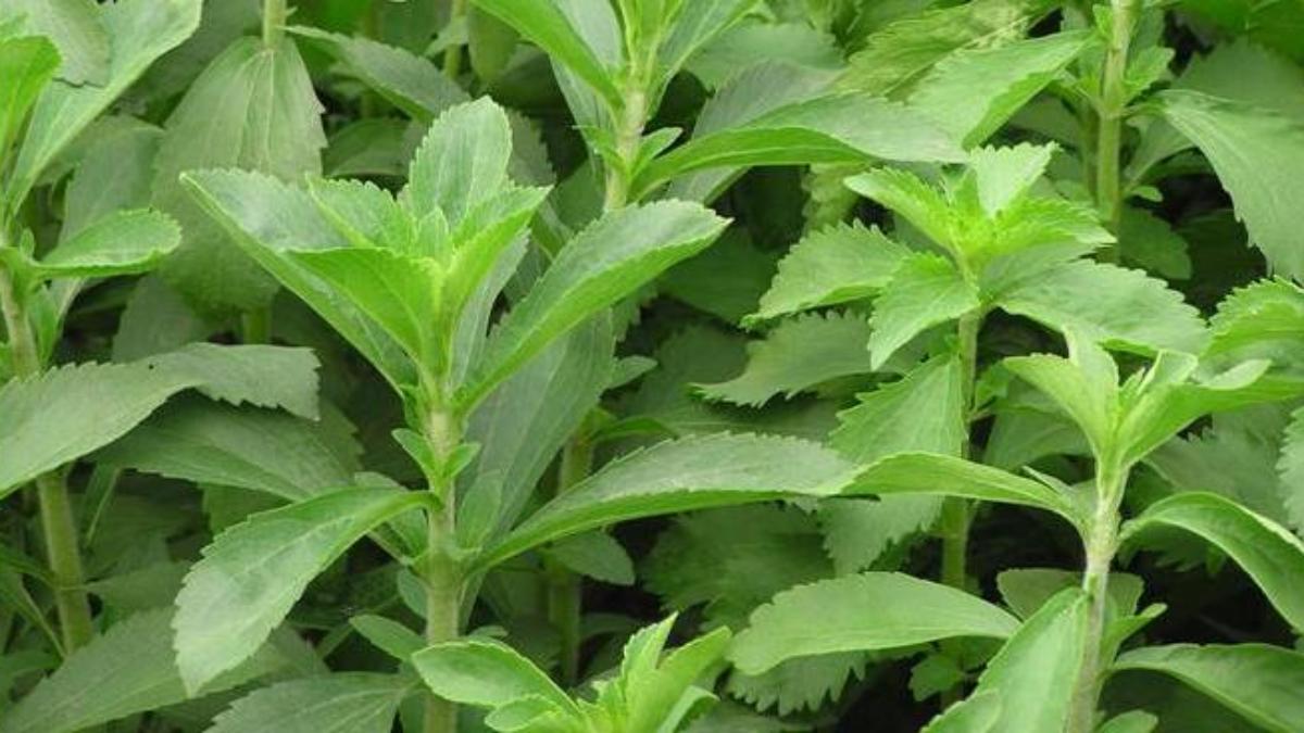 Científicos japoneses descubren que extracto fermentado de estevia combate células de cáncer pancreático