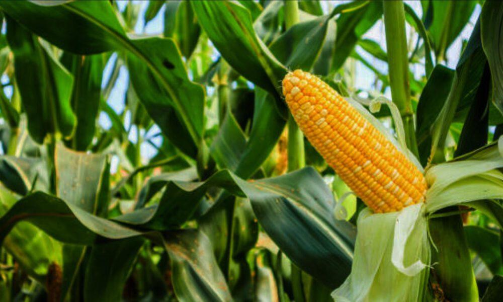 Nuevo acuerdo fija precios del maíz en 480 $ la tonelada blanca y 440 $ la amarilla para cosecha actual