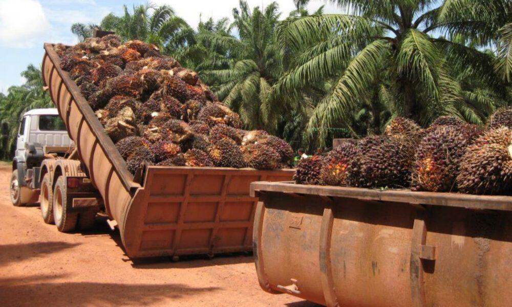 Venezuela logra la autosuficiencia en la producción nacional de aceite de palma