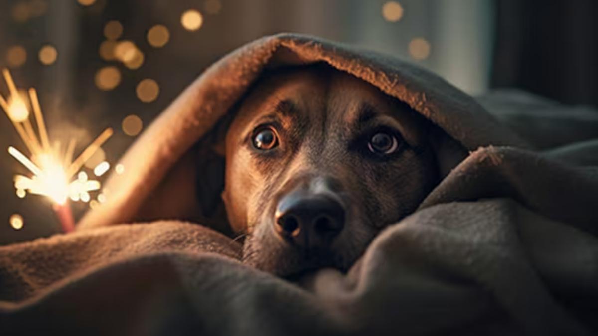 Sepa cómo manejar fobia canina a la pirotecnia en Navidad